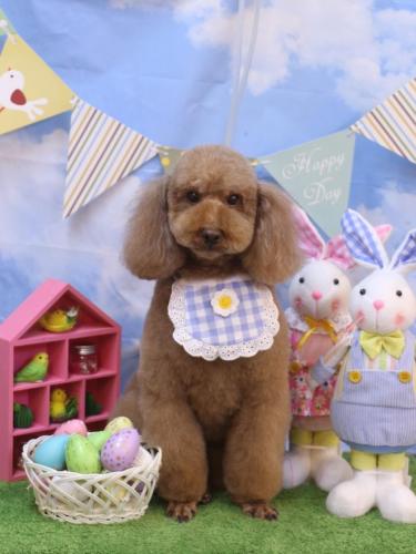 20240302マロンちゃん